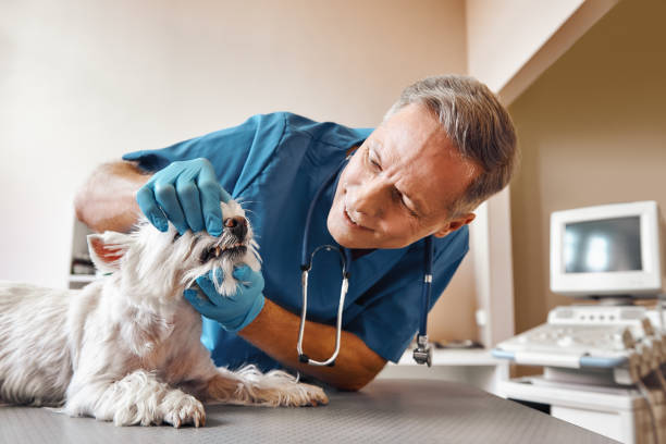 , KY Emergency Dental Service Company